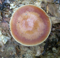 Collybia butyracea